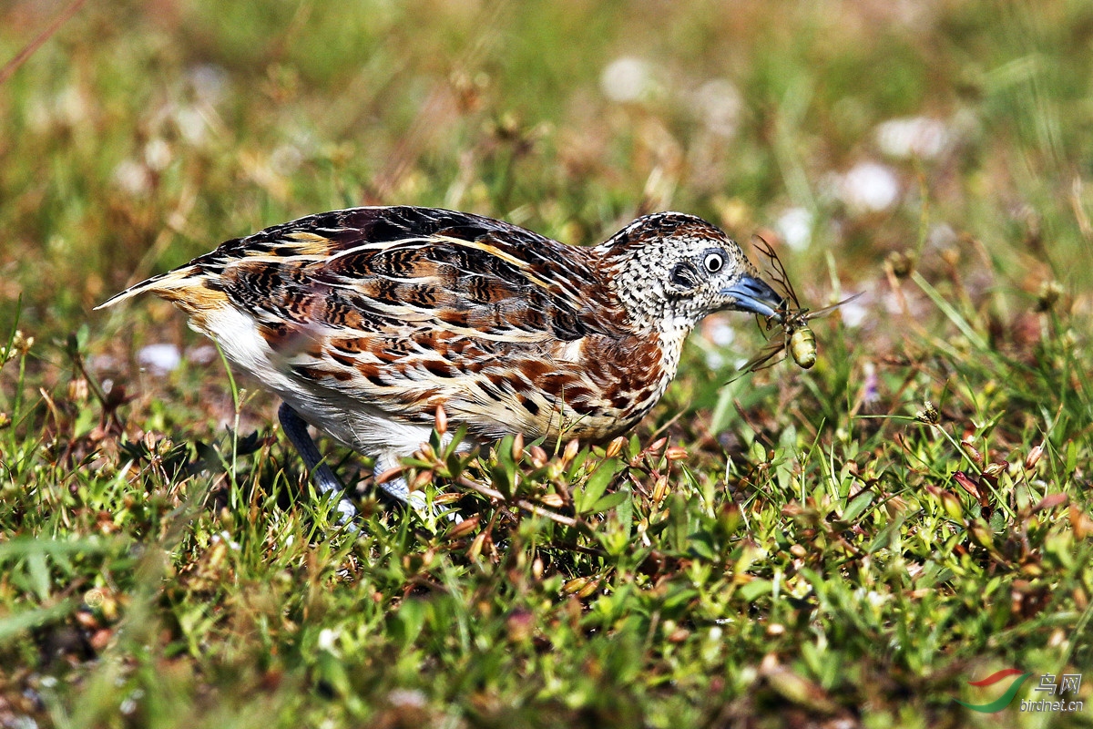 林三趾鹑主要吃植物的种子及昆虫