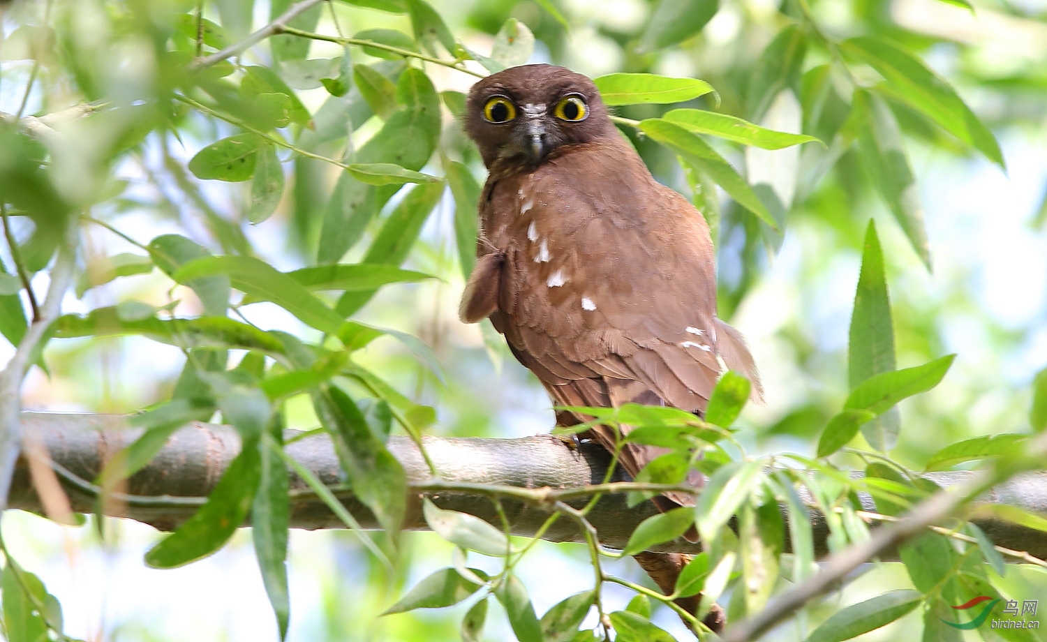 [猛禽] 耀眼海南 金色路途 ----- 褐鹰鴞!