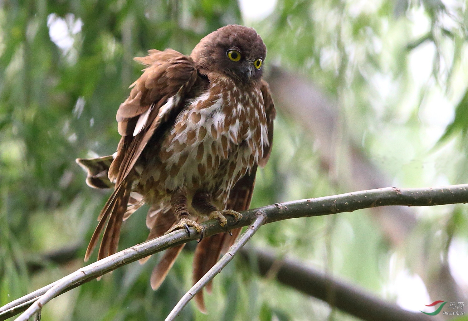 [猛禽] 耀眼海南 金色路途 ----- 褐鹰鴞!