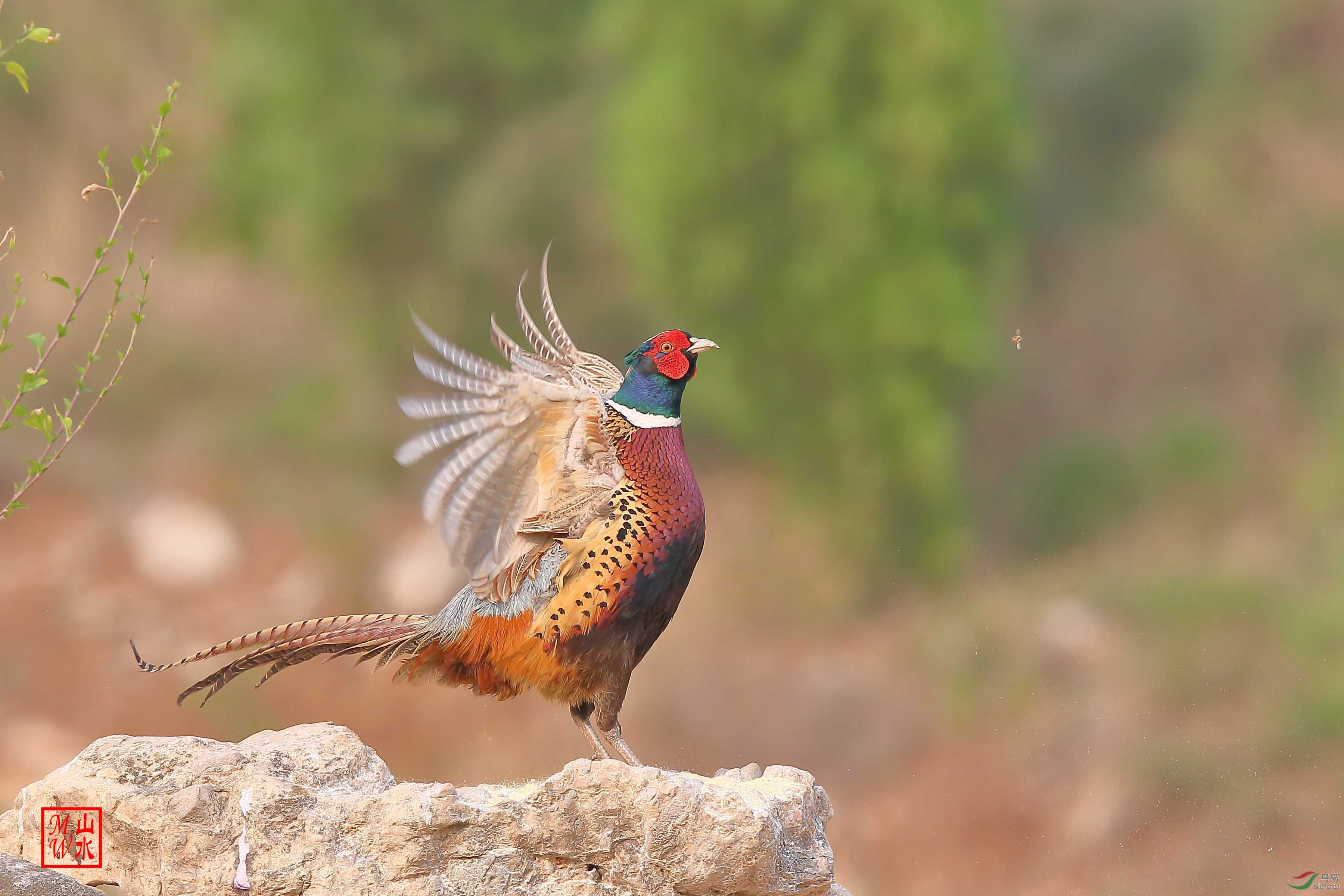 林鸟环颈雉鸡端午快乐
