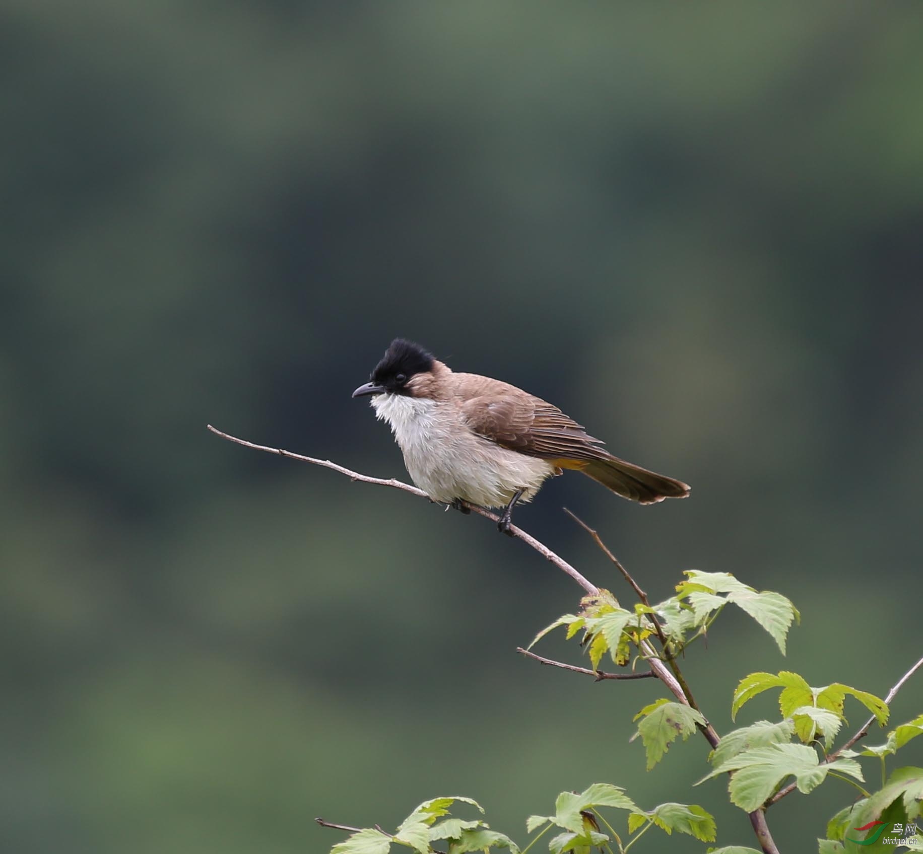 黄臀鹎祝鸟友们端午节快乐