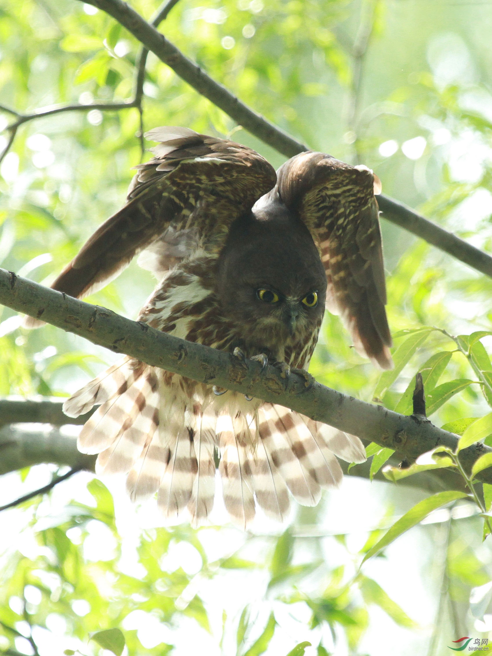 猛禽鹰鸮颐和园
