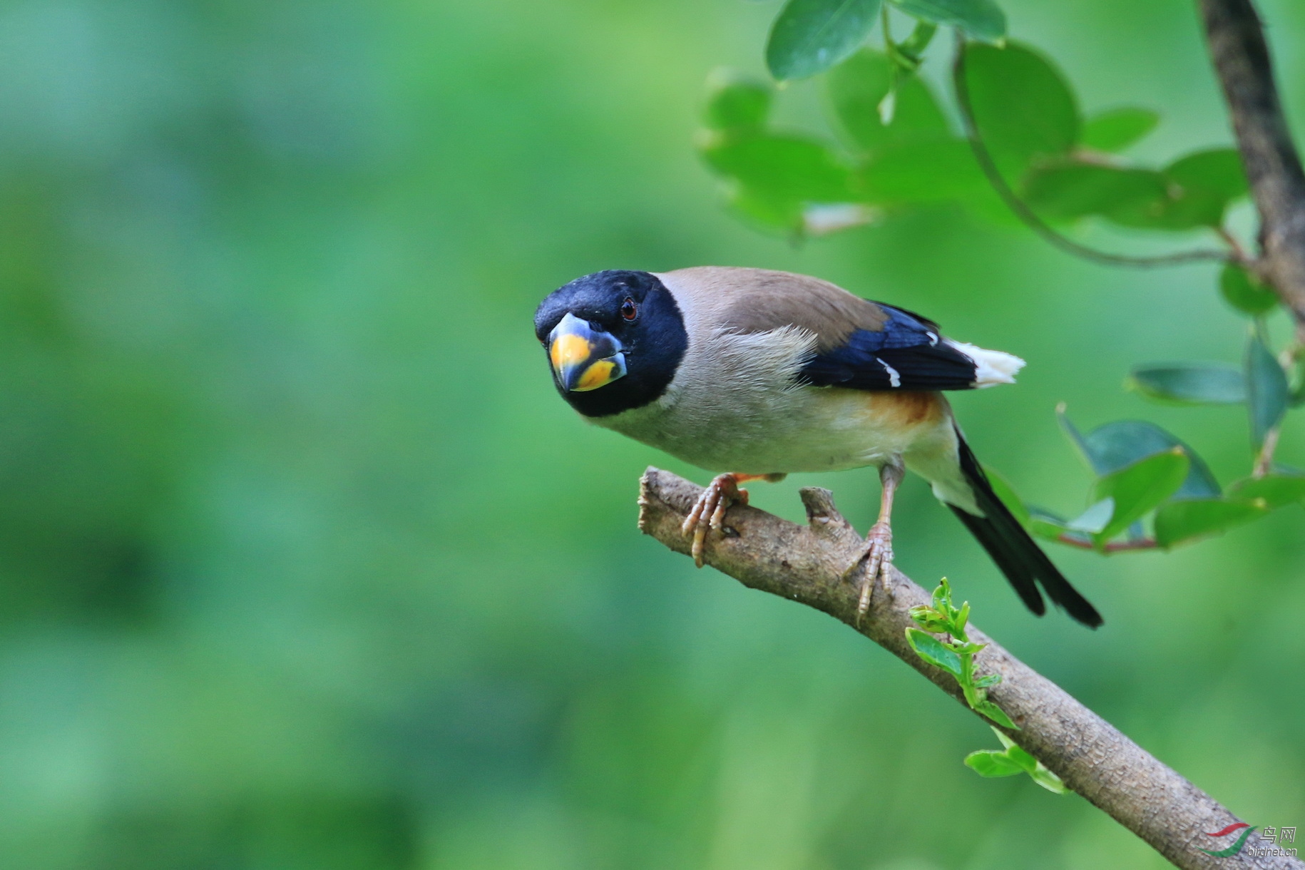 南植近些天蜡嘴雀鸟的乐园