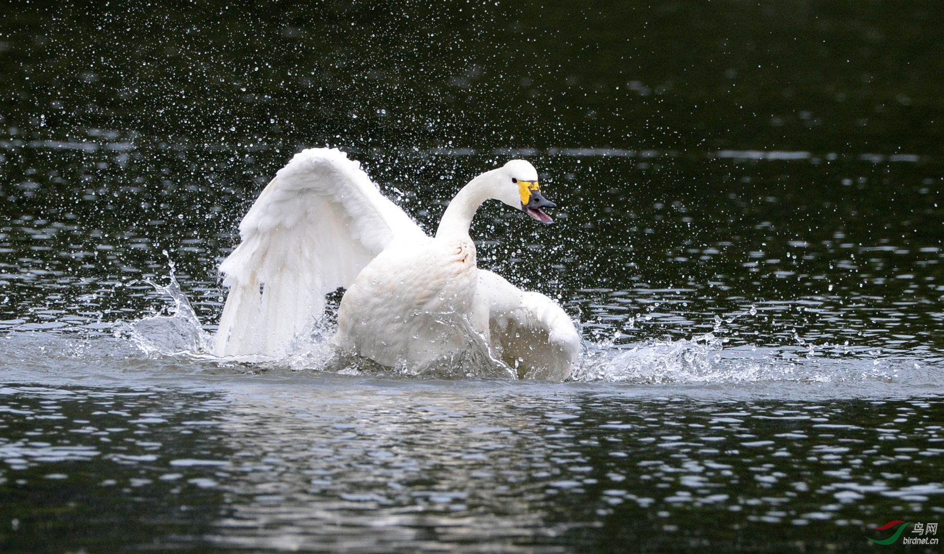 姿态幽默的白天鹅