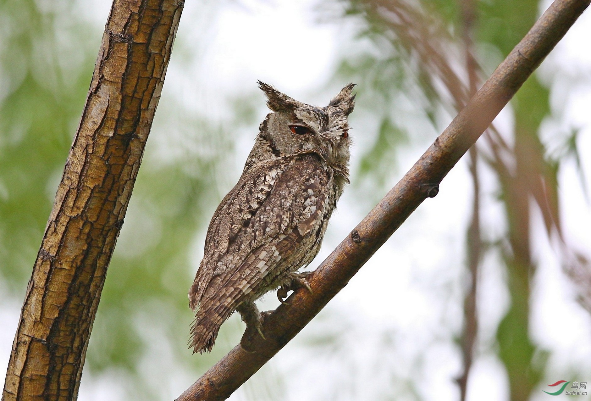 像狼一样狡黠的领角鸮