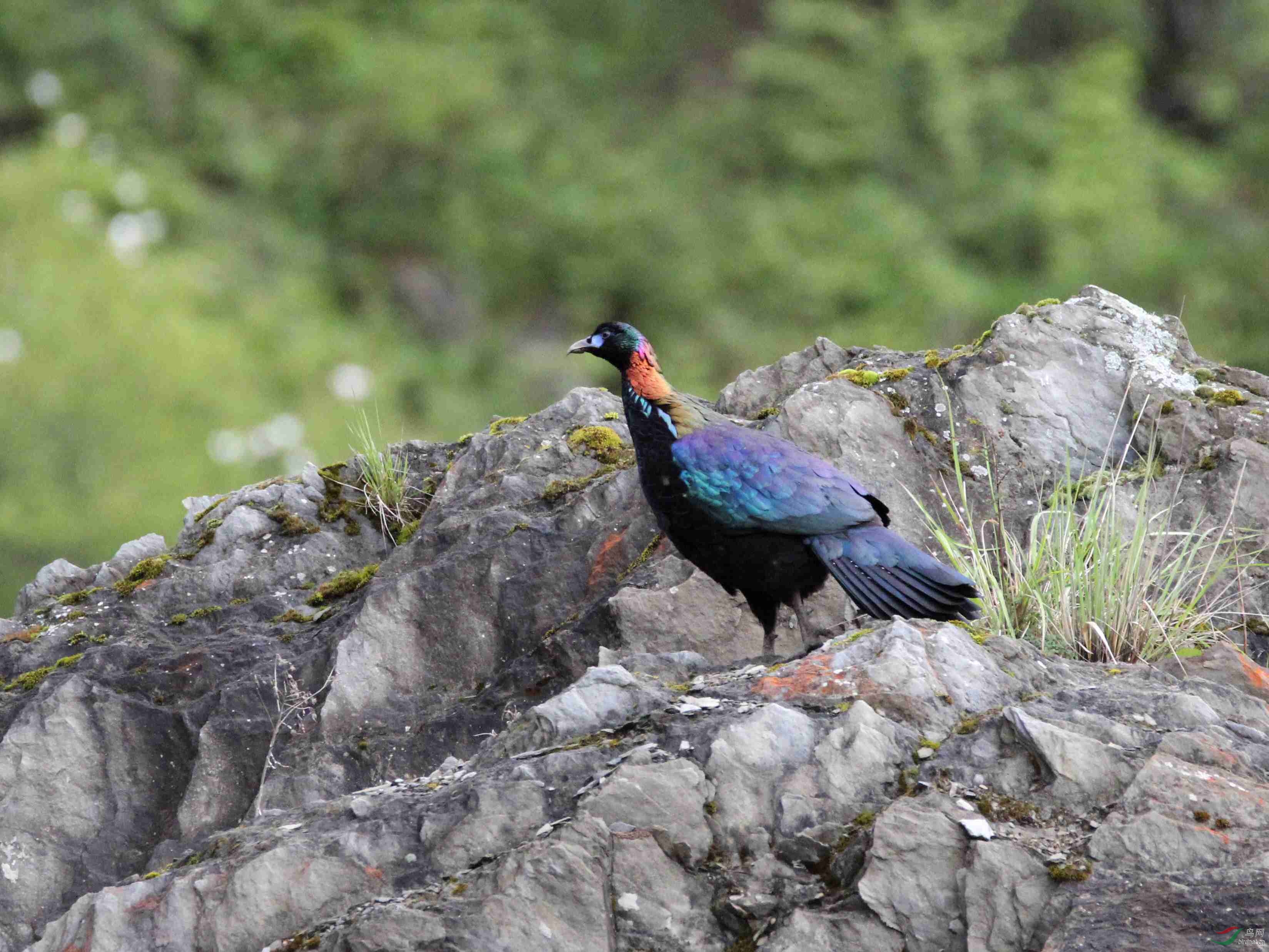 来自四川卧龙巴朗山的绿尾虹雉祝天津鸟友吉祥如意