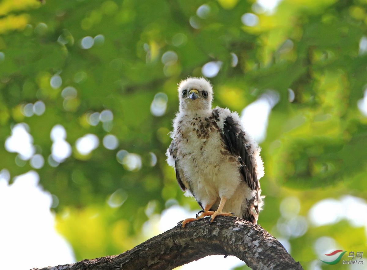 赤腹鹰雏鸟