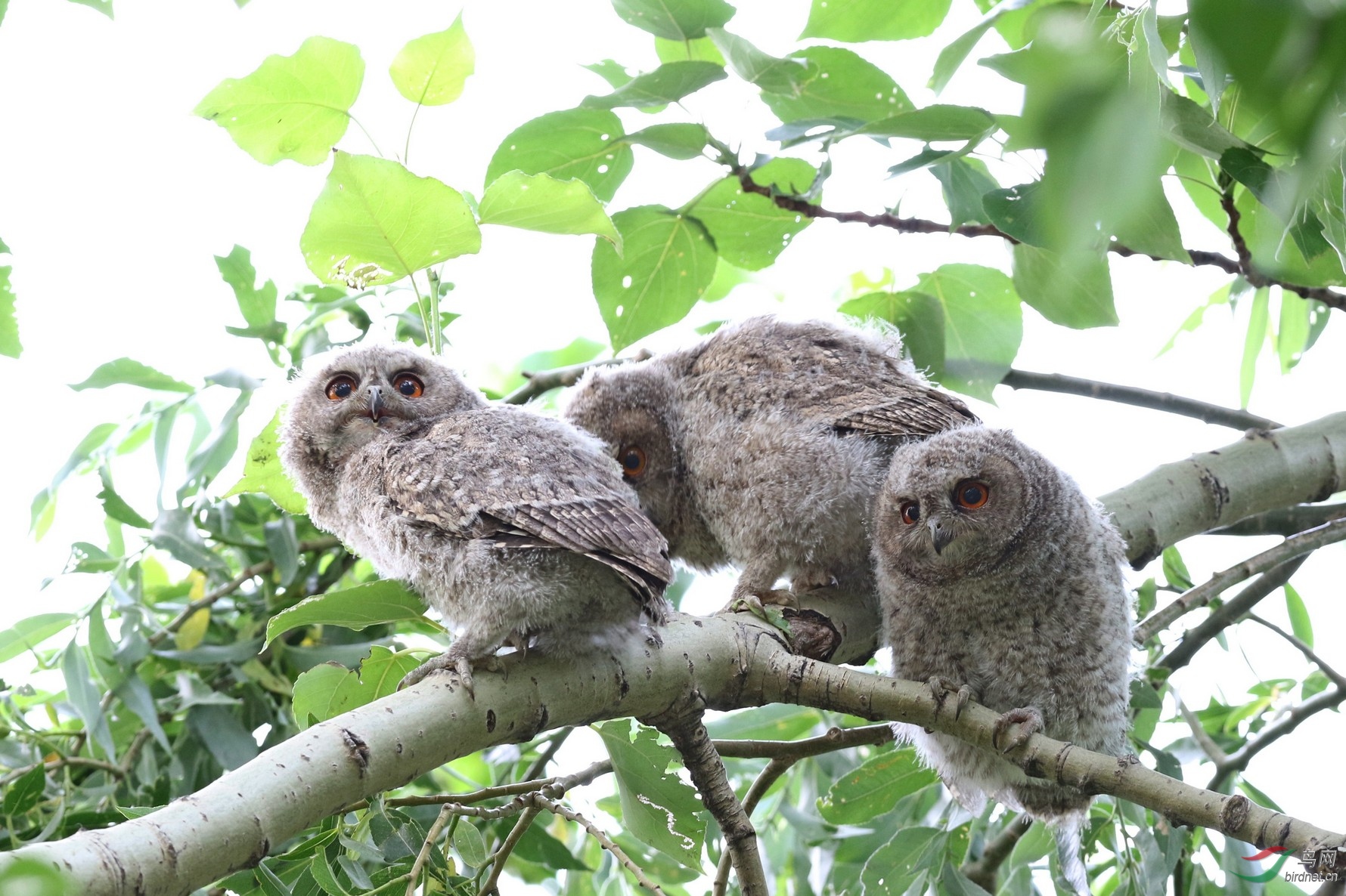 憨态可掬的领角鸮幼鸟