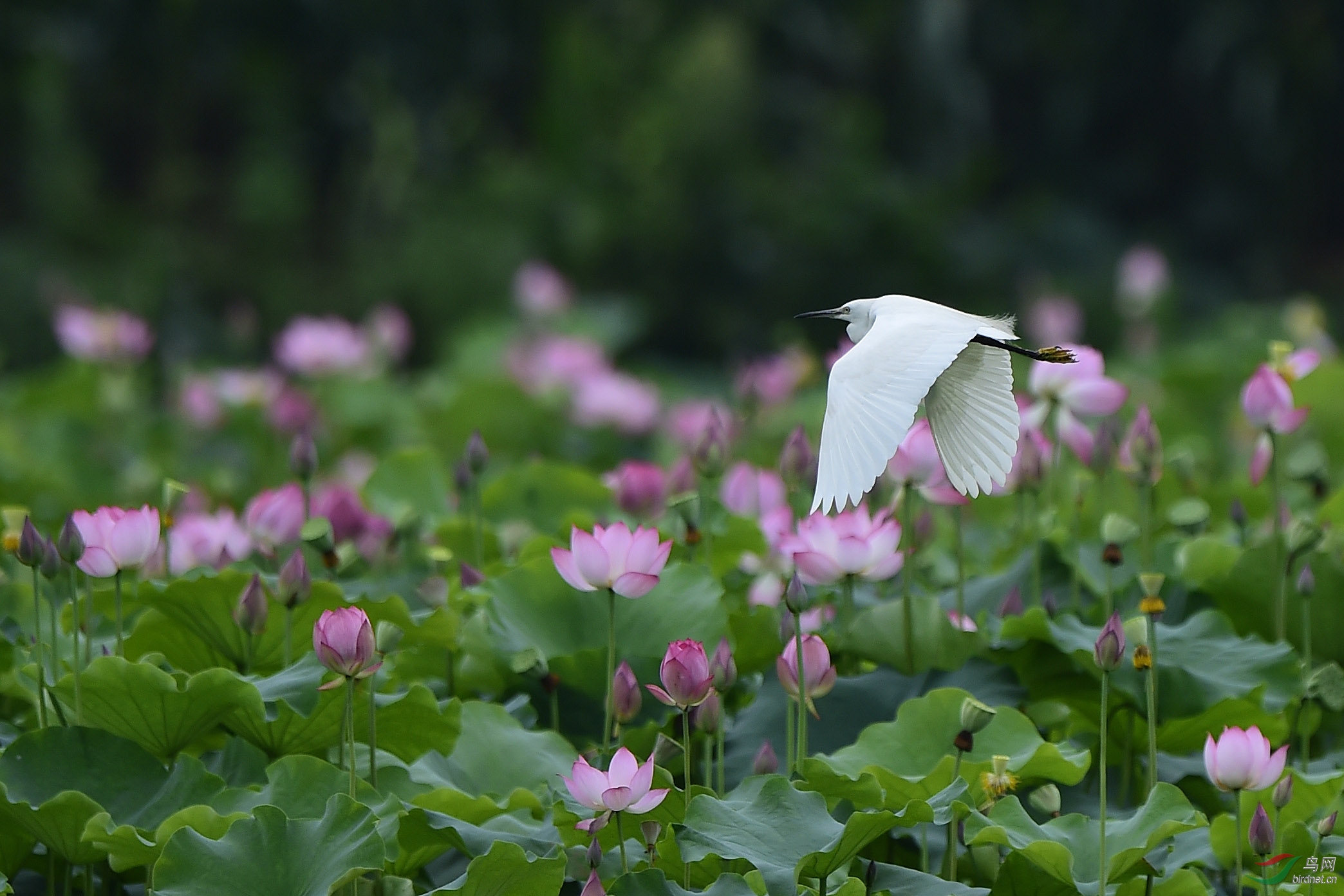 荷塘花开白鹭来