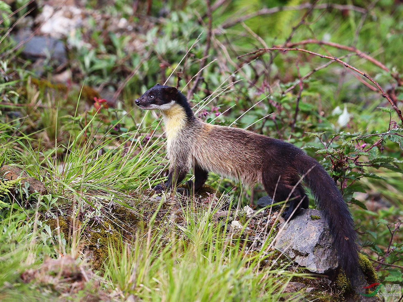 黄喉貂摄于昆明轿子雪山