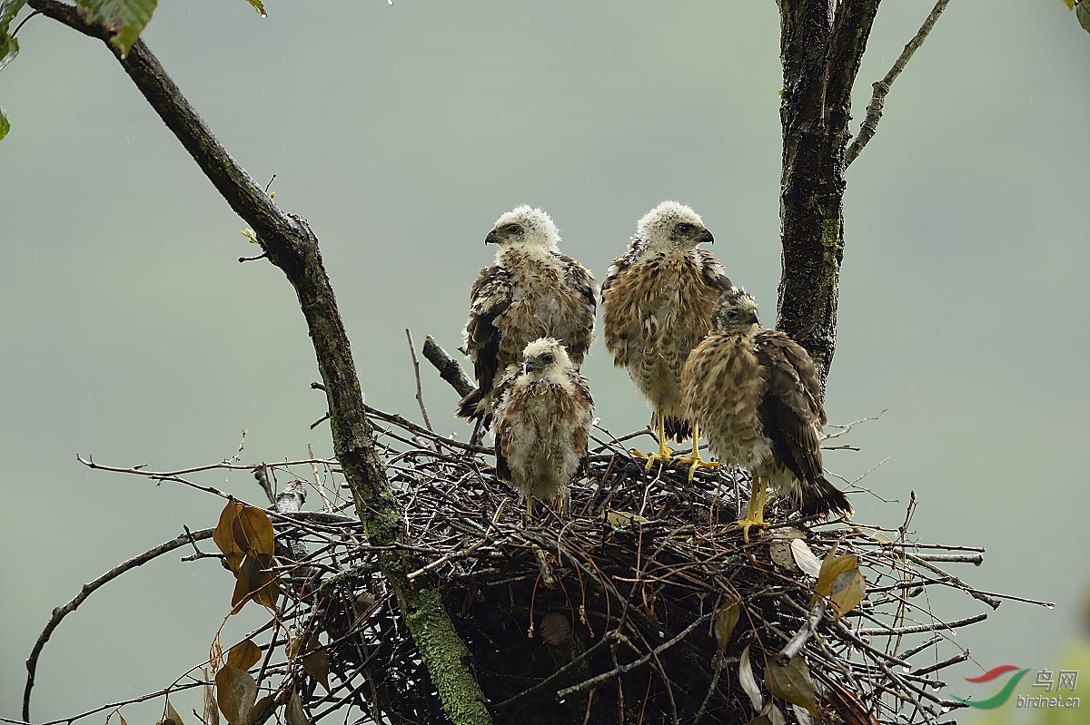 松雀鹰(雏)
