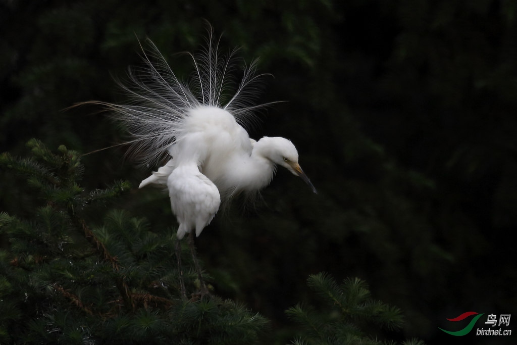 开屏的白鹭