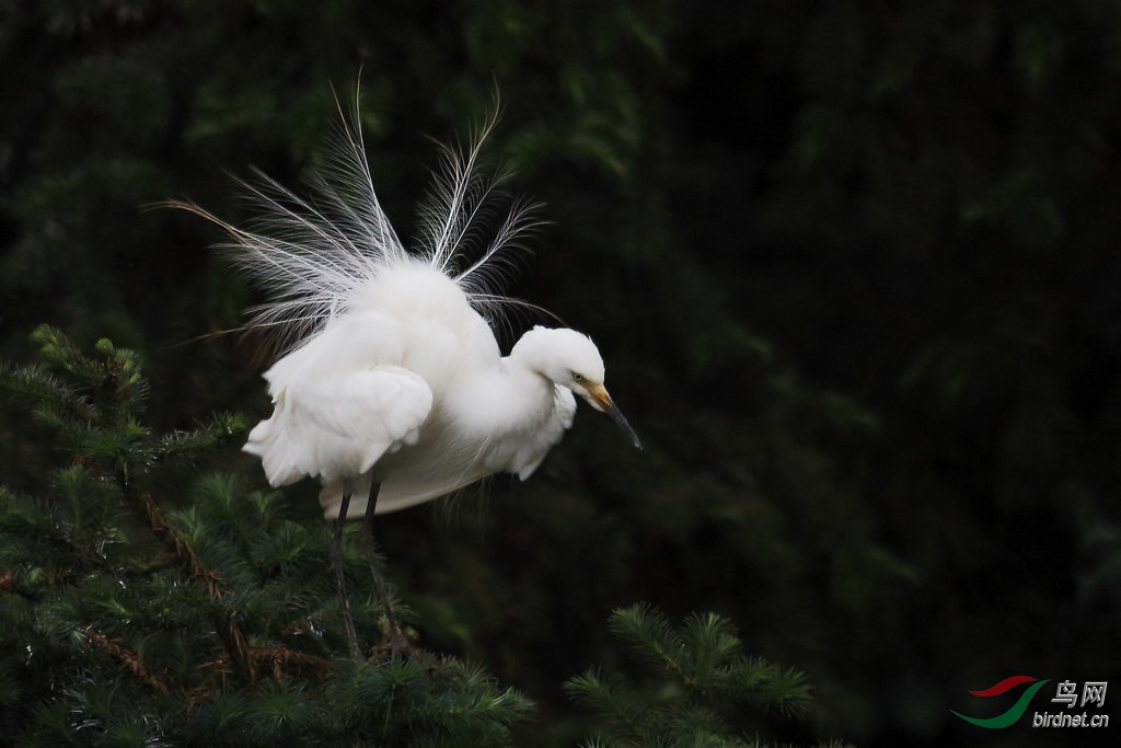 开屏的白鹭