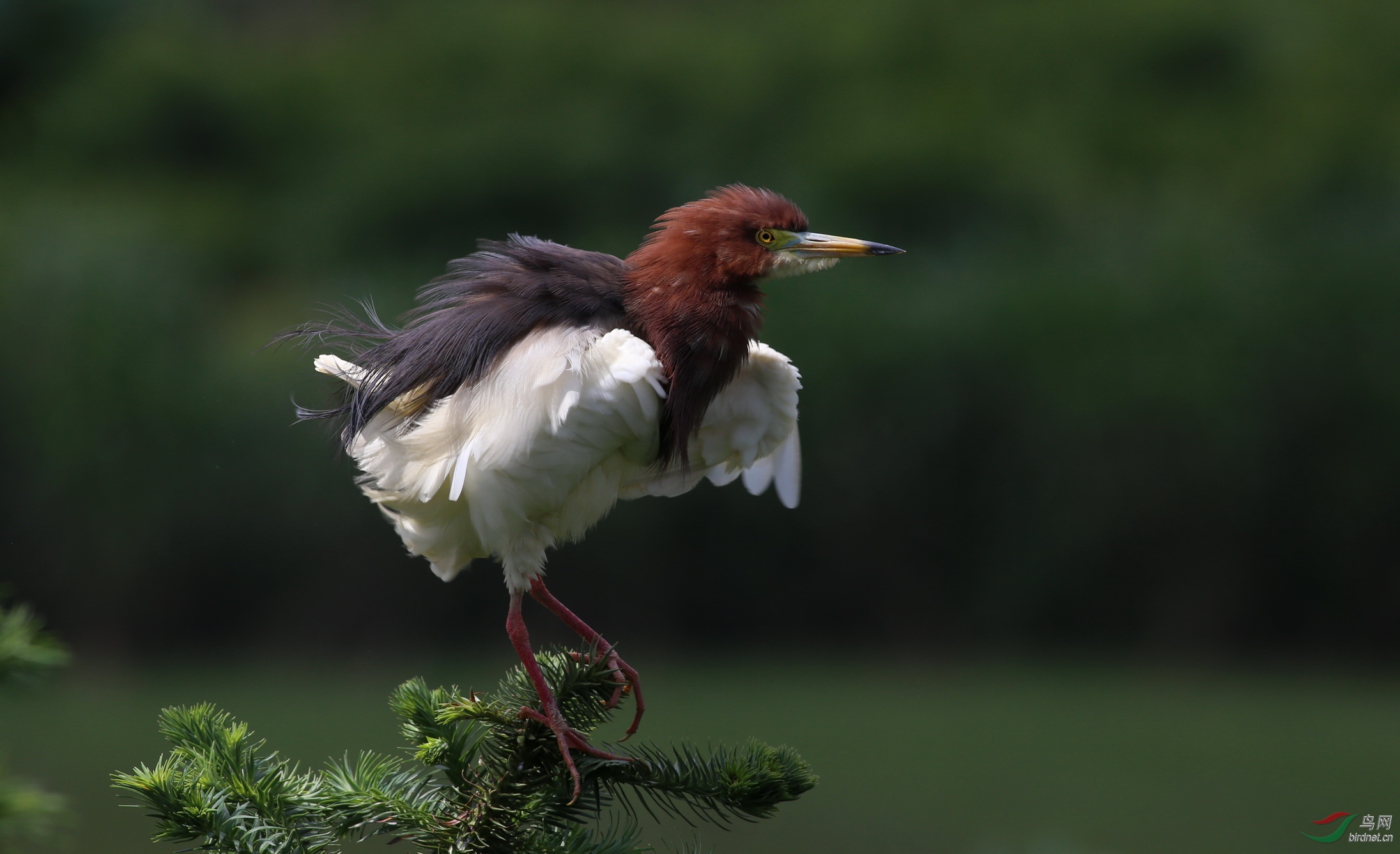 池鹭但脚是红的