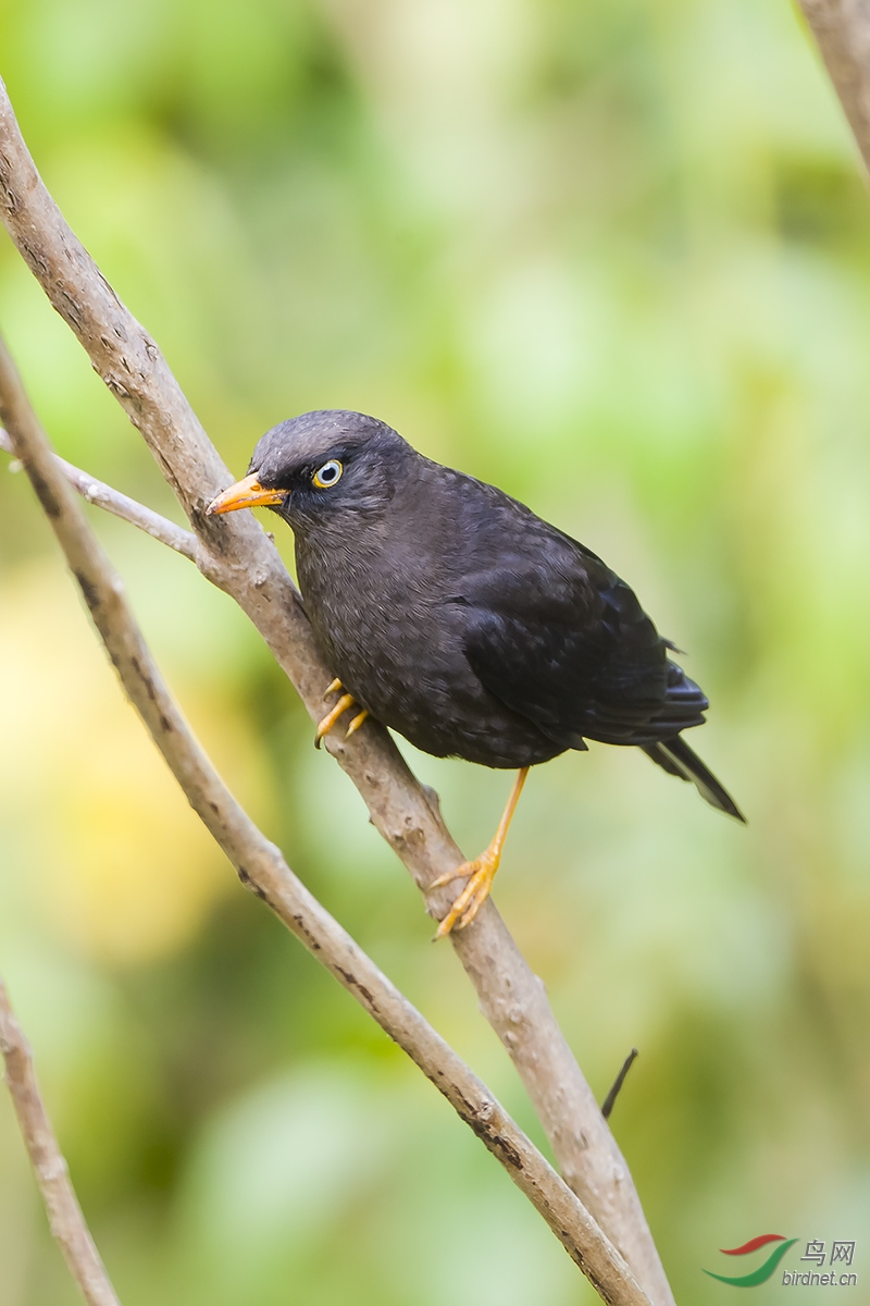 哥斯达黎加深度环游拍鸟之八十四-黑鸫