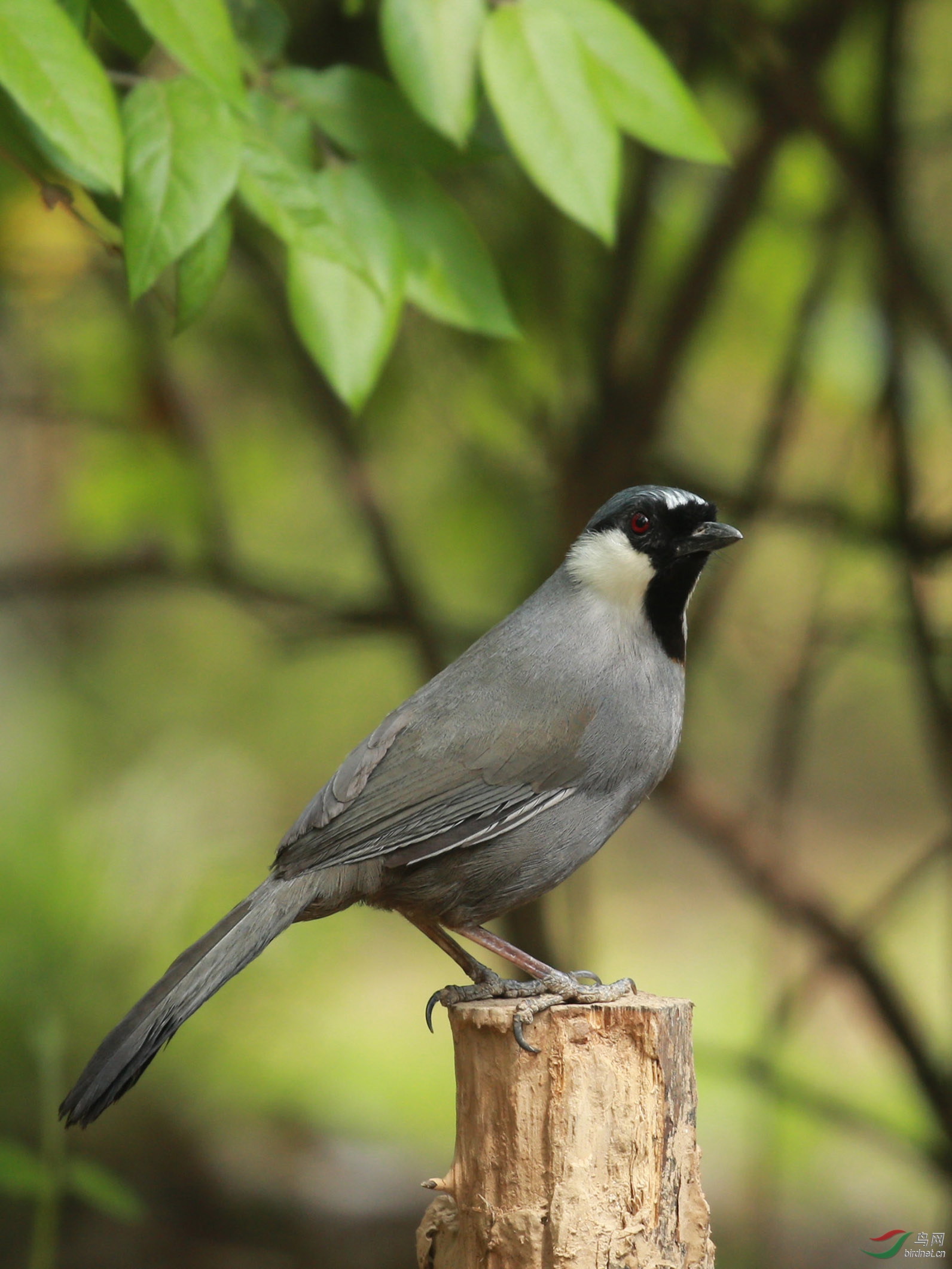 [林鸟] 黑喉噪鹛--南植