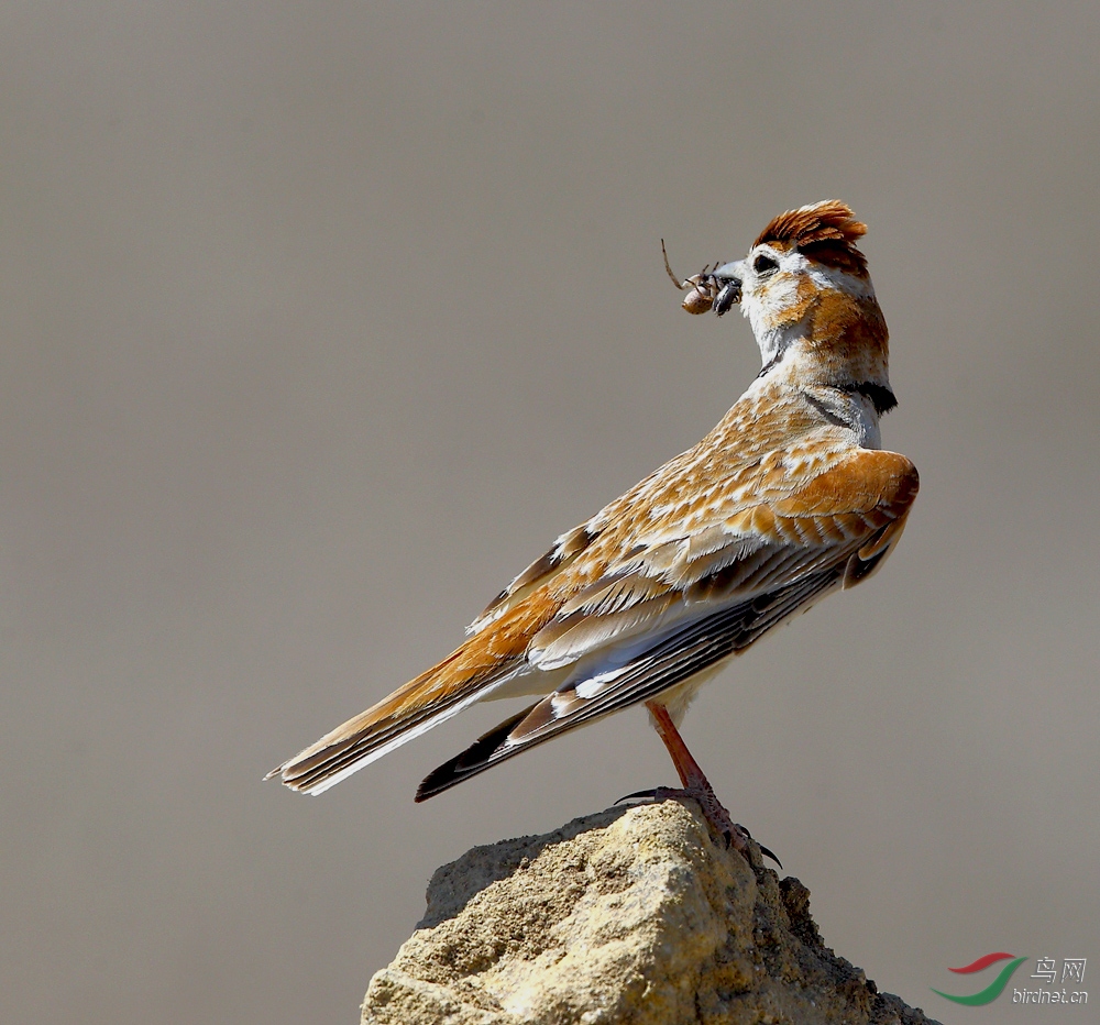 蒙古百灵繁殖羽