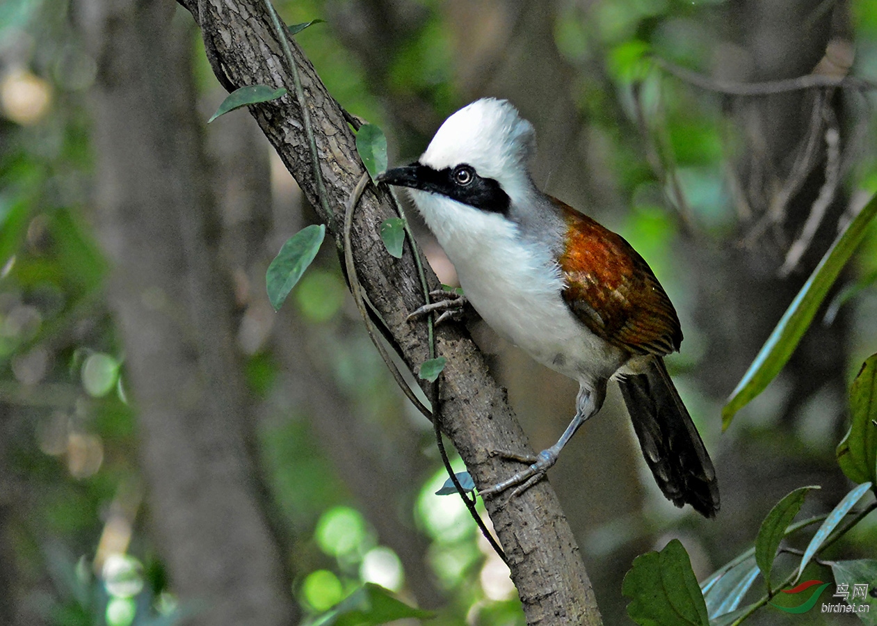 姿态各异的白冠噪鹛