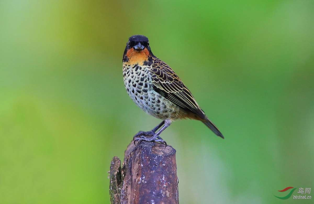 呆头呆脑的小鸟