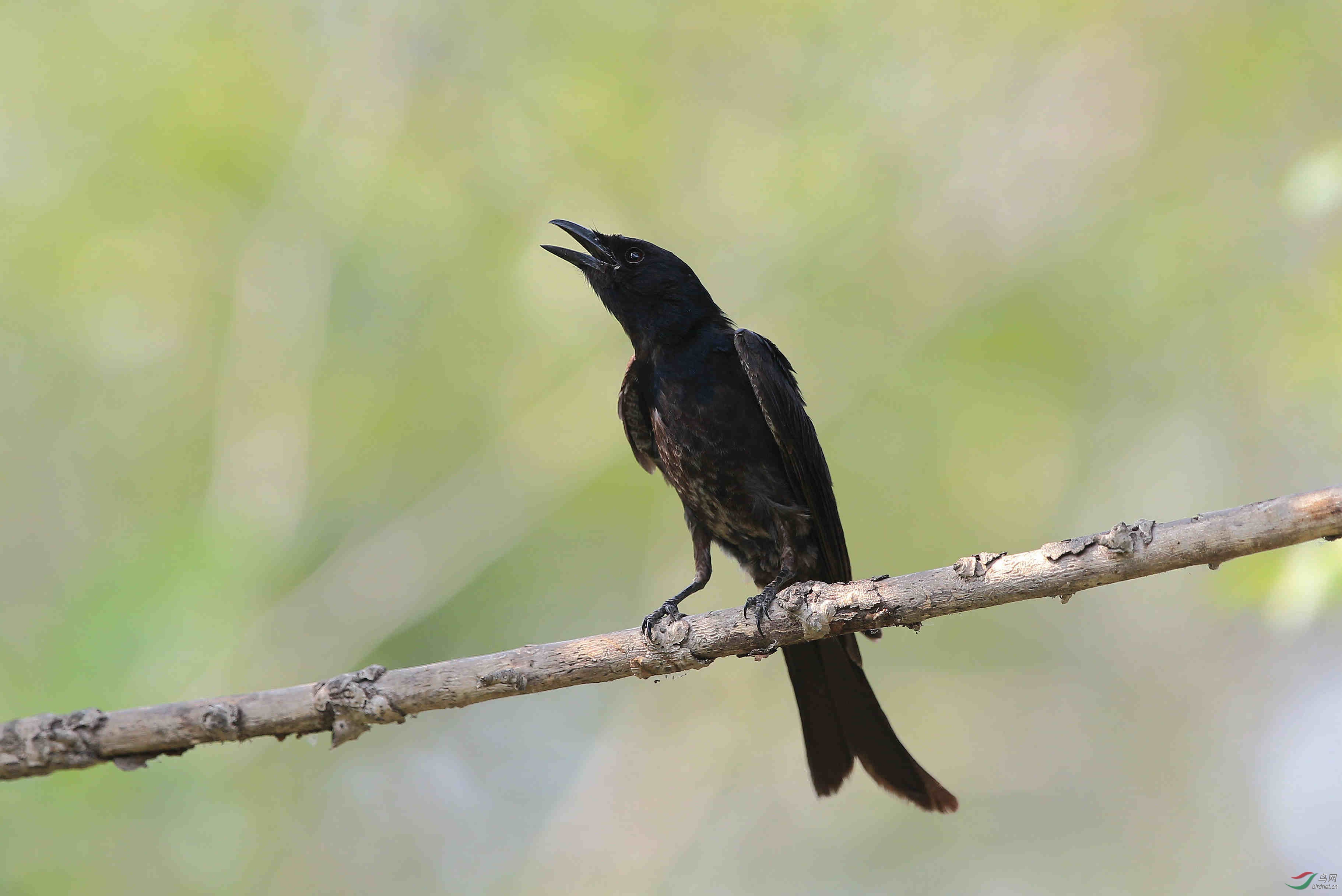 [林鸟] 放声歌唱------黑卷尾