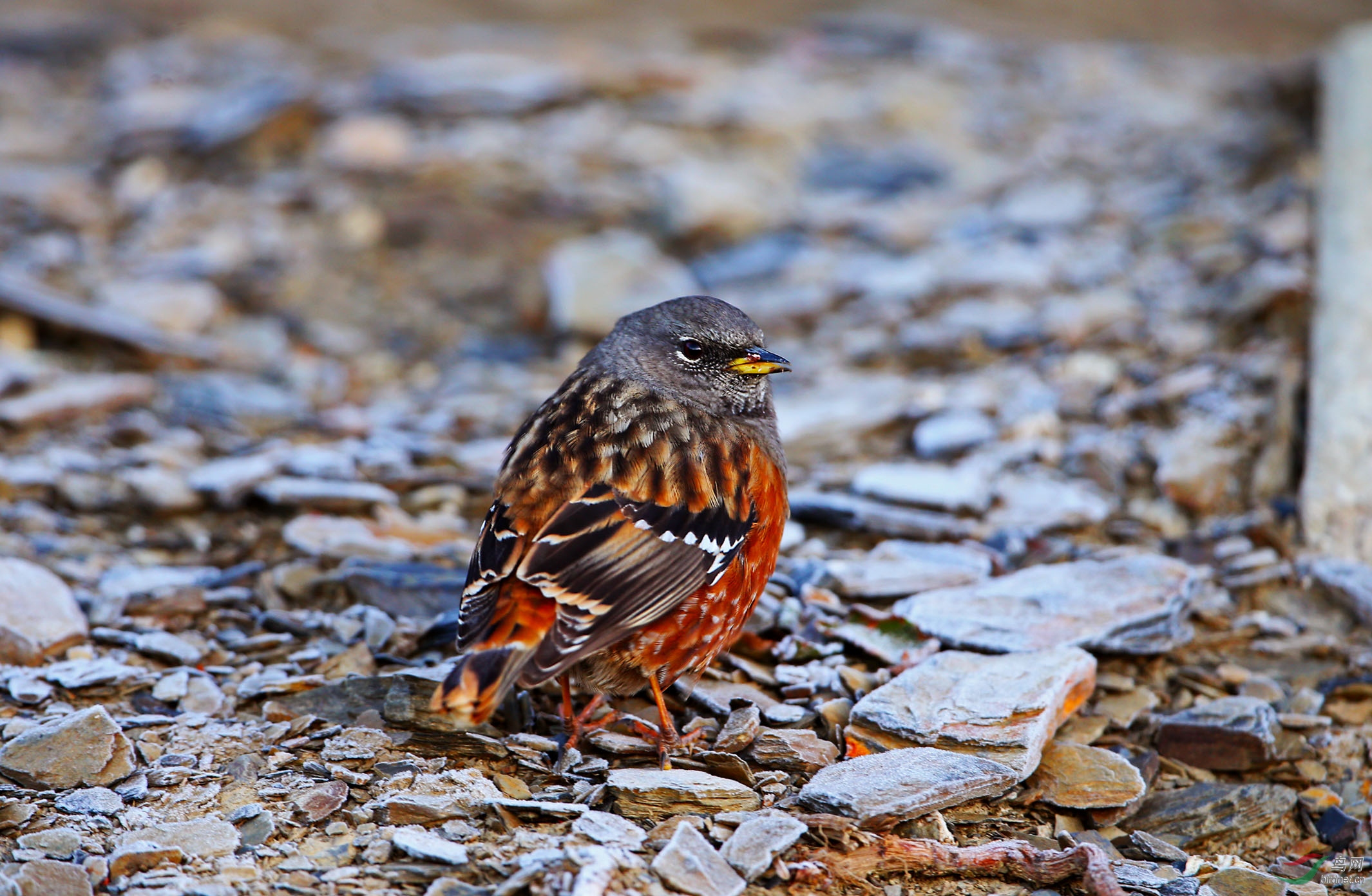雄踞高原的领岩鹨