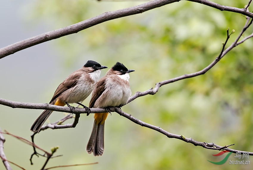 树上的鸟儿成双对