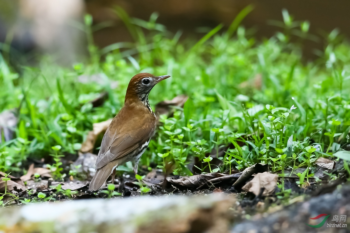 [观鸟] 哥斯达黎加深度环游拍鸟之九十-----棕林鸫