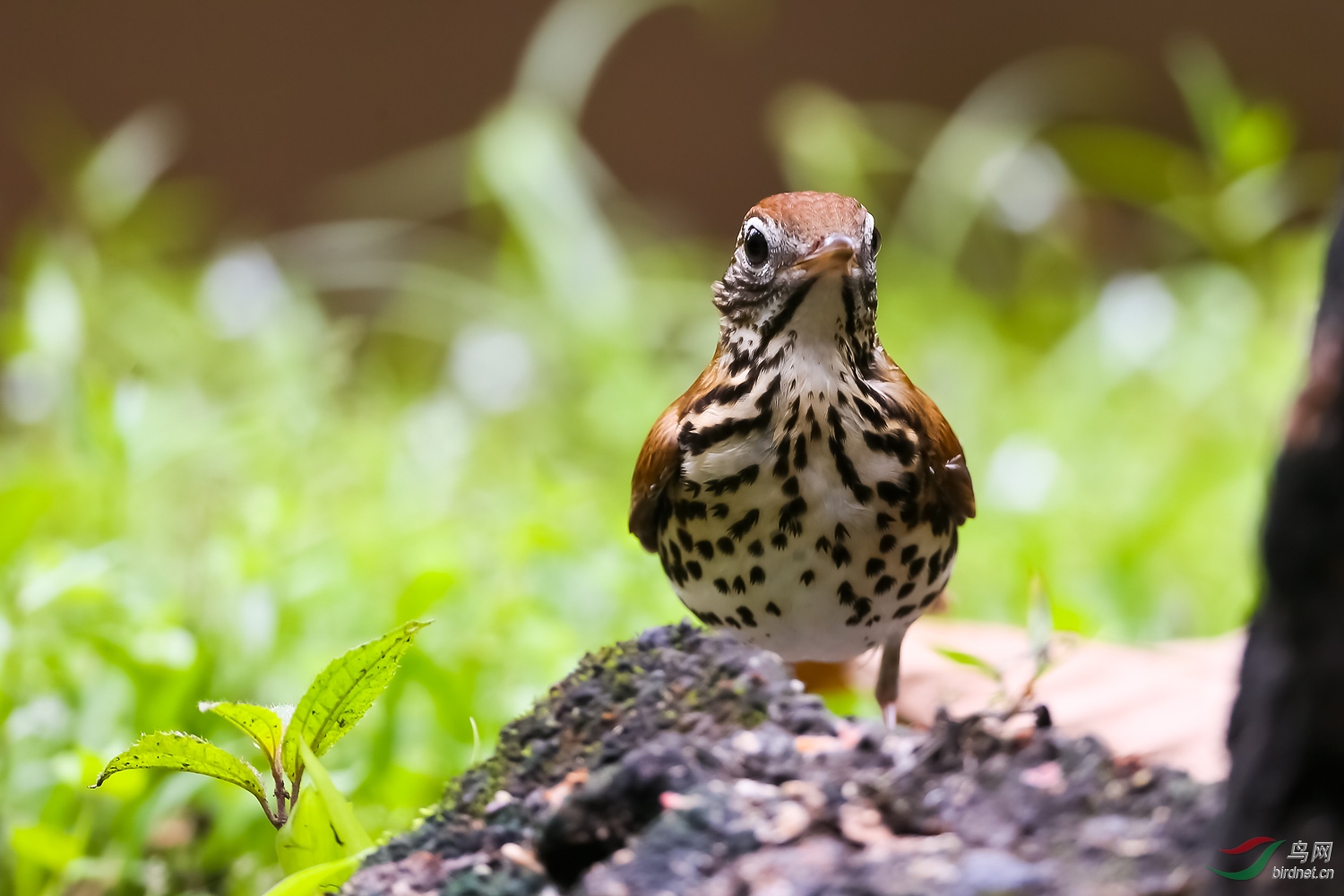 [观鸟] 哥斯达黎加深度环游拍鸟之九十-----棕林鸫