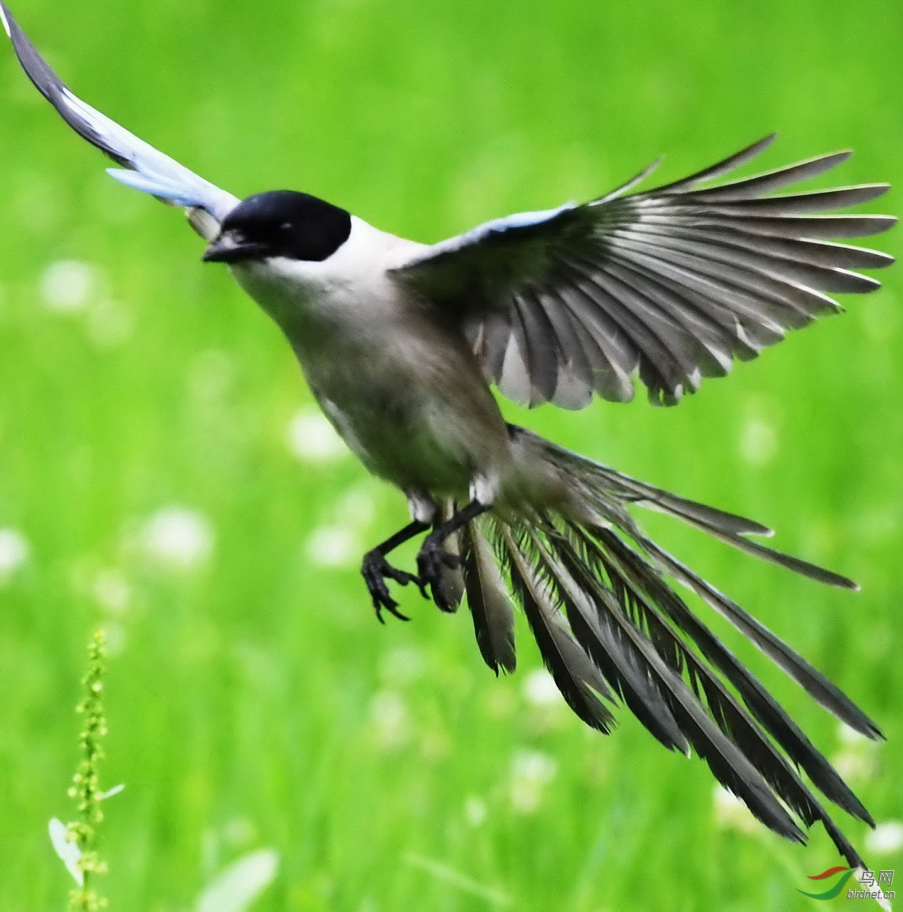 展翅的灰喜鹊