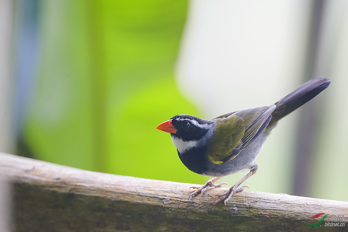 观鸟哥斯达黎加深度环游拍鸟之九十一橙嘴金肩雀