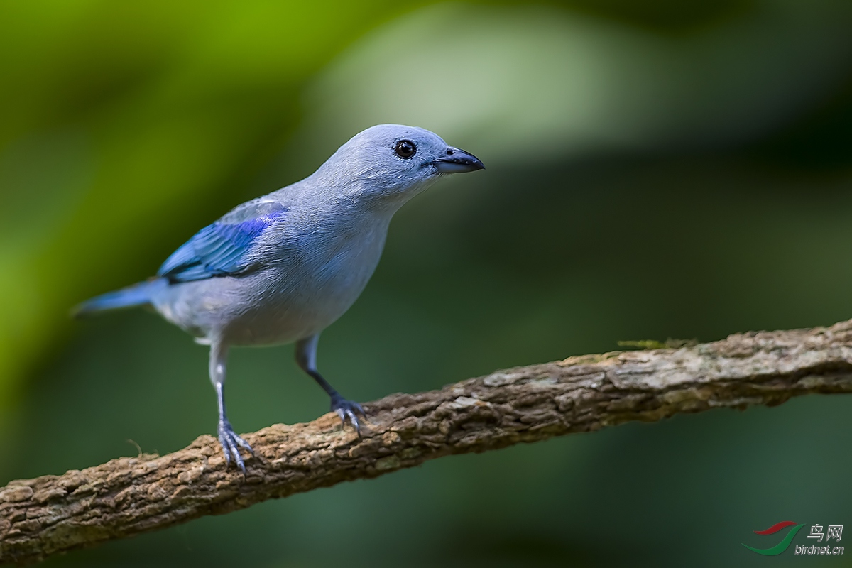 灰蓝裸鼻哥斯达黎加深度环游拍鸟之九十二灰蓝