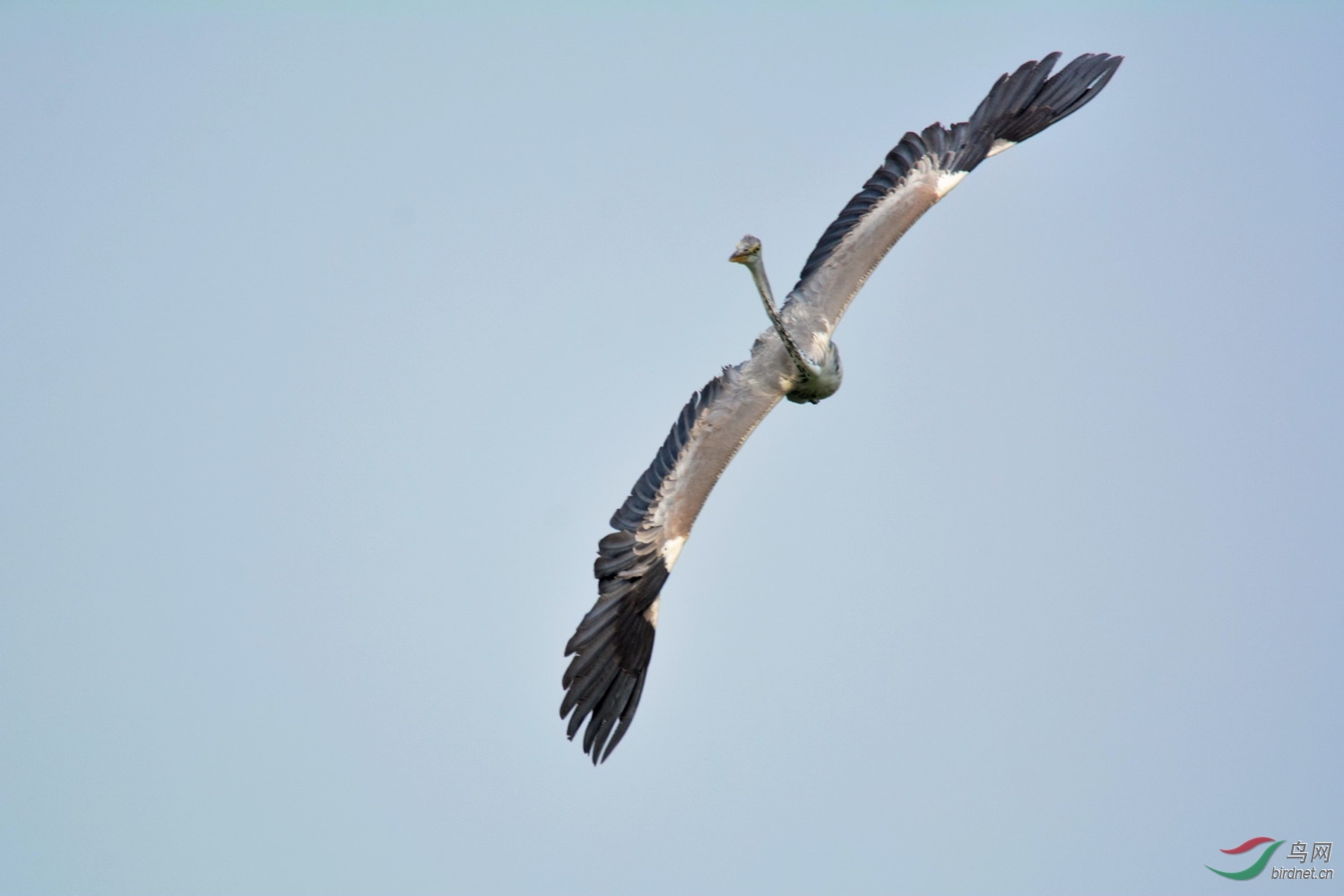 苍鹭苍鹭飞起来