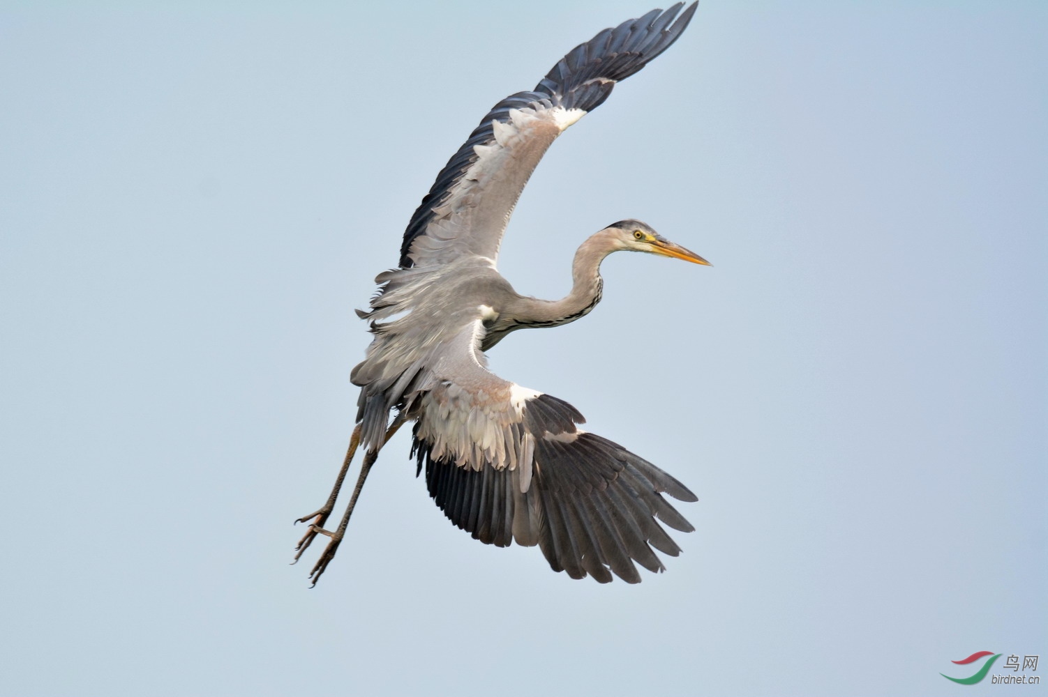 苍鹭苍鹭飞起来