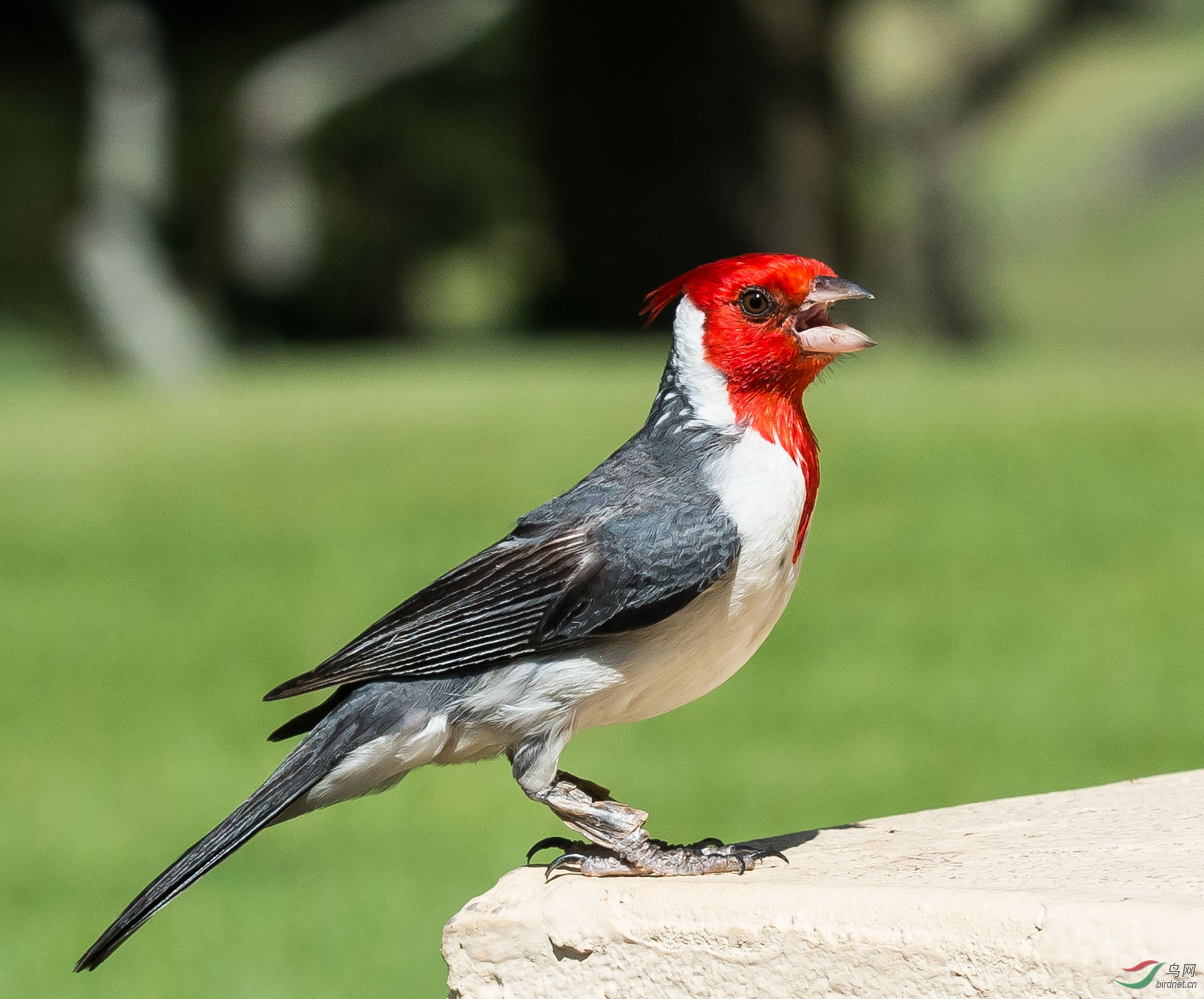 美国夏威夷拍鸟-冠红蜡嘴鵐