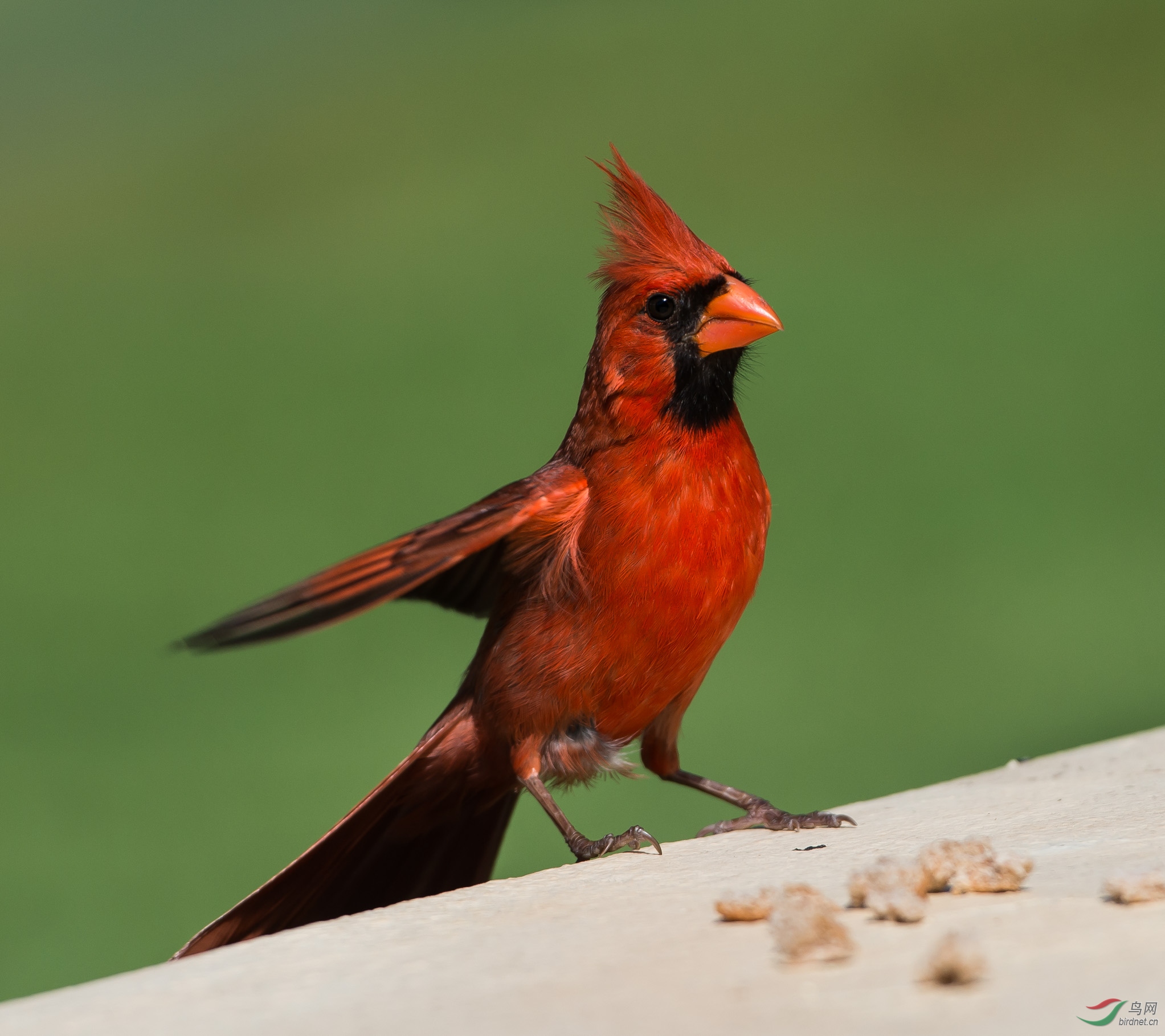 美国夏威夷拍鸟主红雀