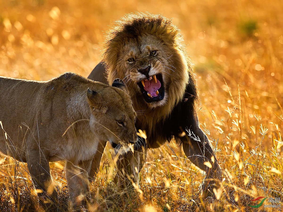 [动物] 逆光狮吼----金毛狮王《荣获鸟网首页每日精华》