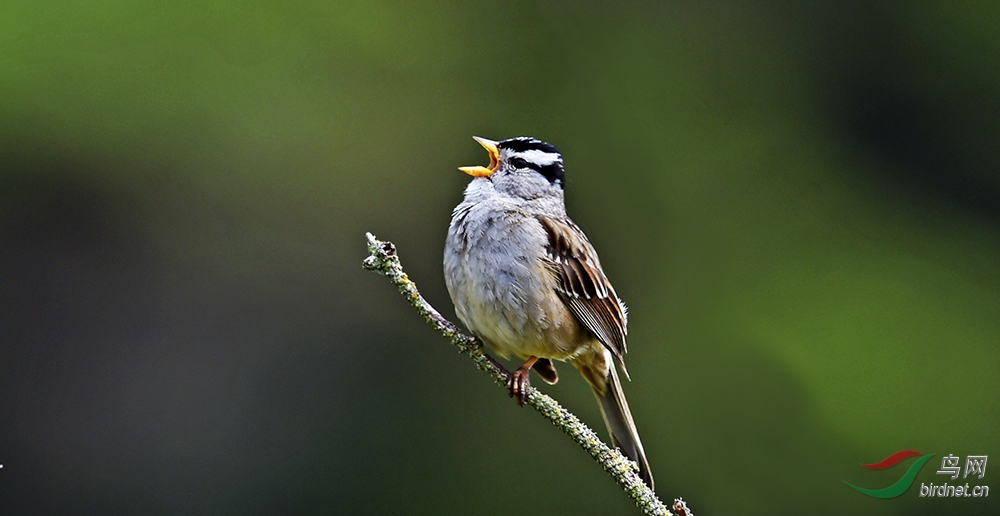 7白冠带鹀white-crowned sparrow.jpg