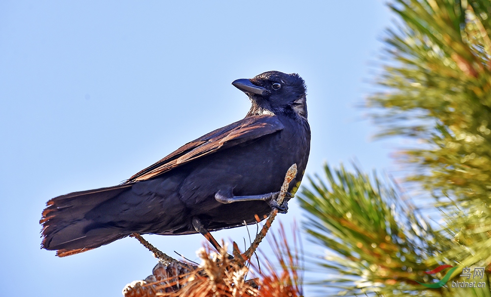 26短嘴鸦american crow.jpg