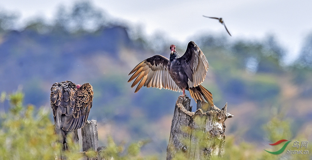 40红头美洲鹫turkey vulture.jpg