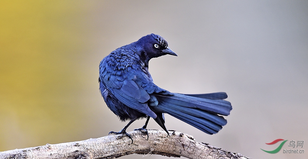 白头海雕美国西北部鸟种记录90种祝贺荣获首页精华