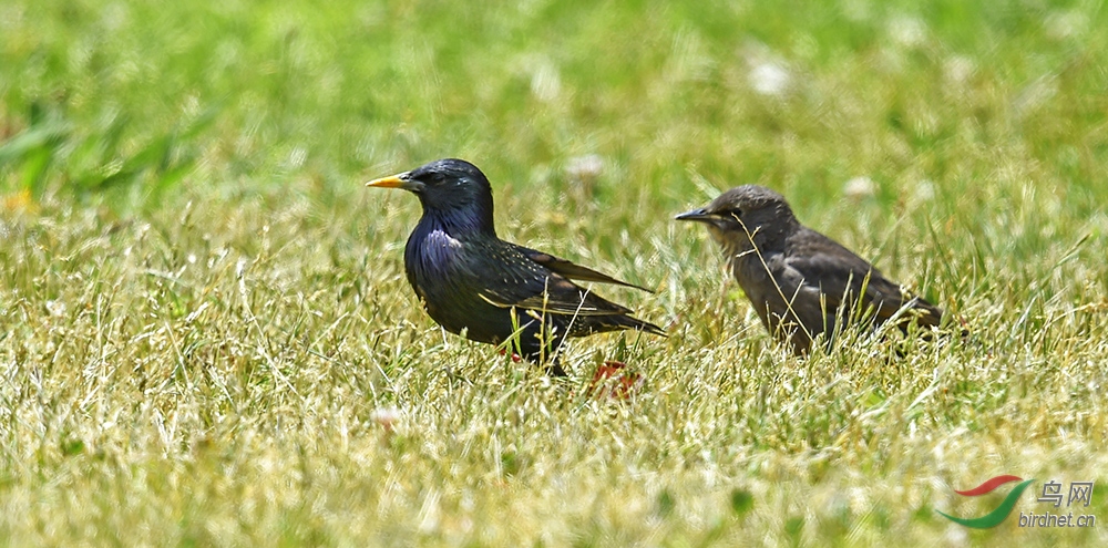 67欧洲八哥european starling.jpg
