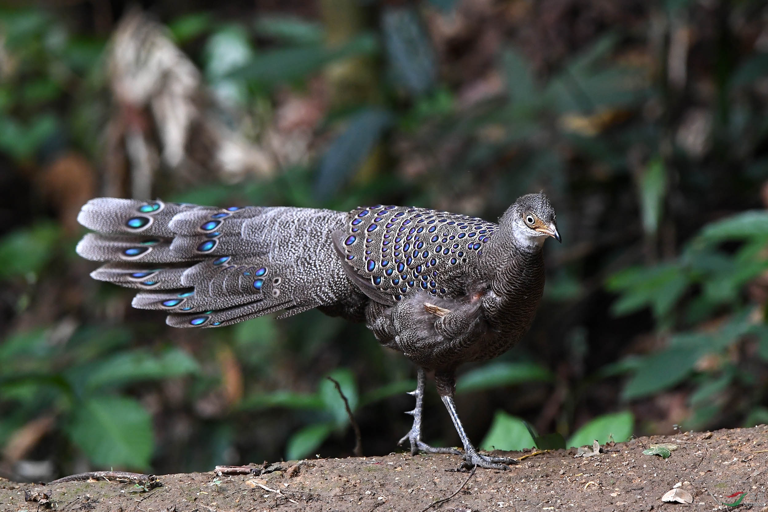 灰孔雀雉祝江西鸟友周末快乐!