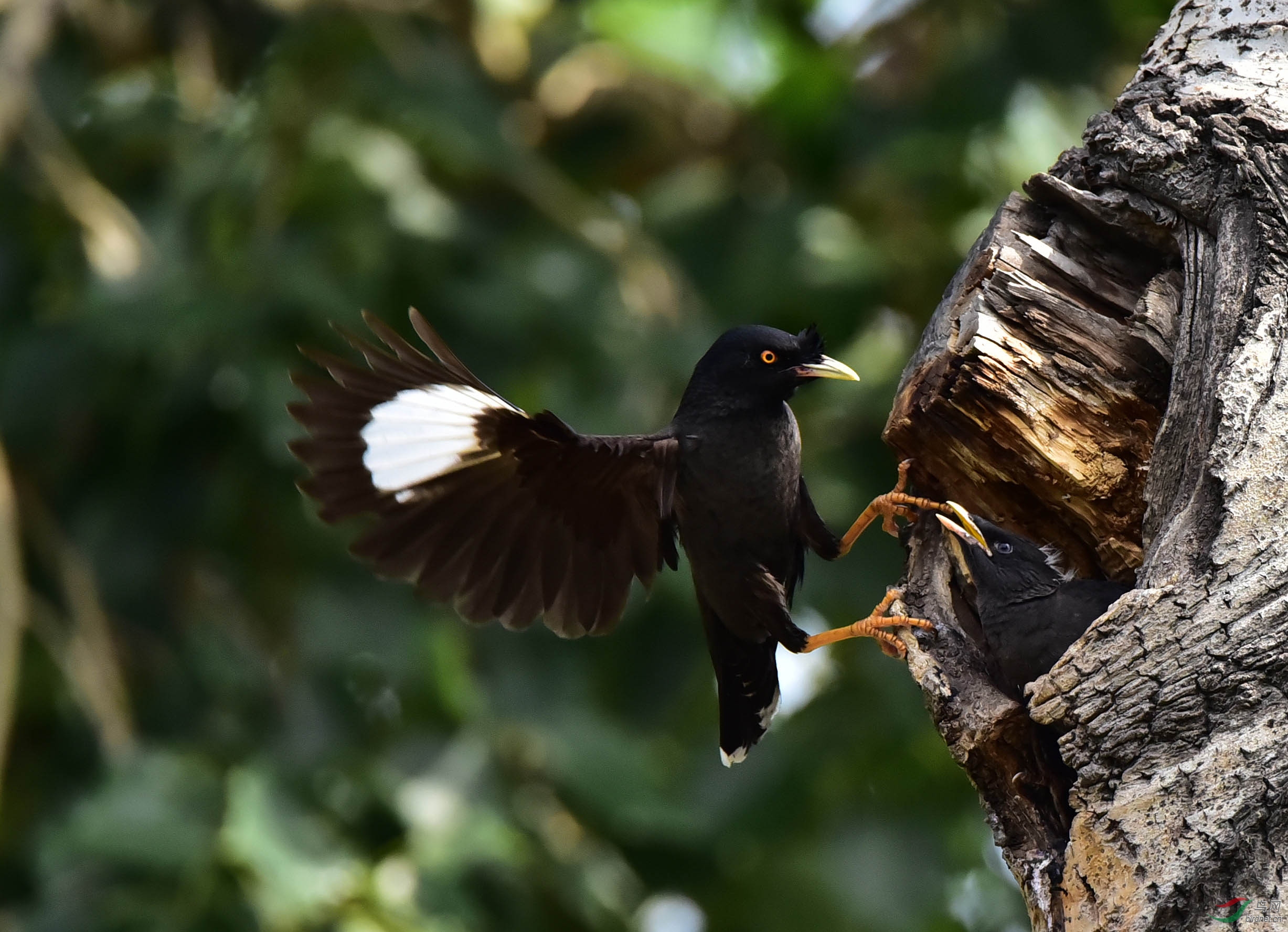 嗷嗷待哺的小八哥