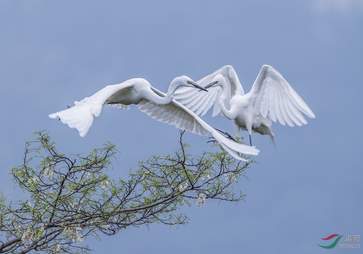 两只白鹭舞蹁跹