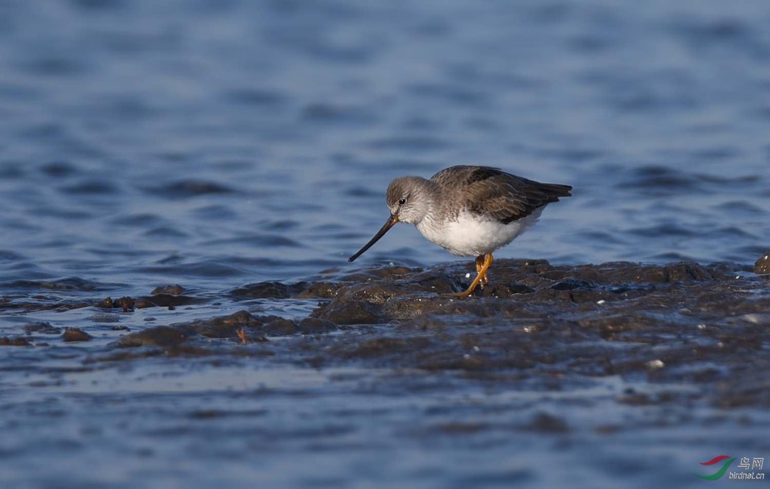遛弯的小鹬鸟:周末快乐