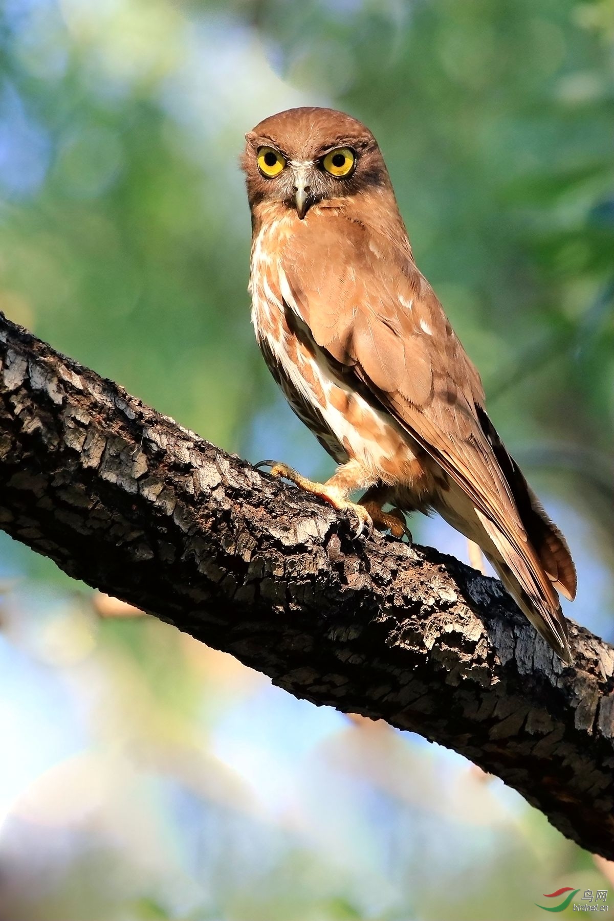 褐鹰鸮