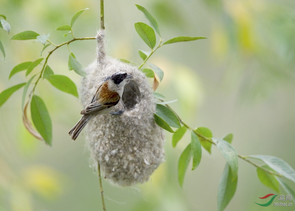 新疆拍鸟:伊犁河谷中的白冠攀雀筑巢(一组):有点像叫花子