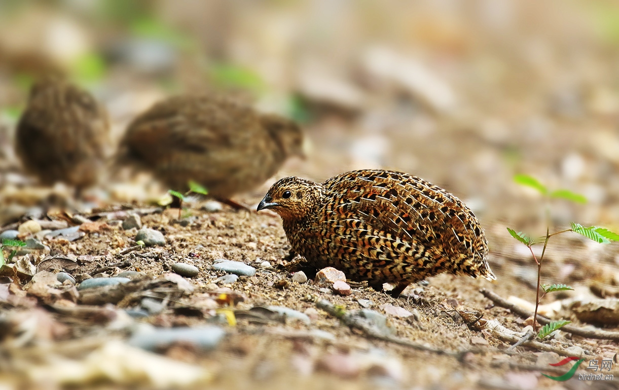 褐鹌鹑