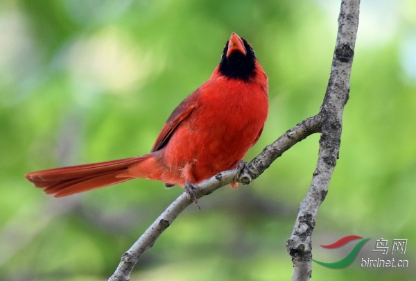 北美红鸟 northern cardinal