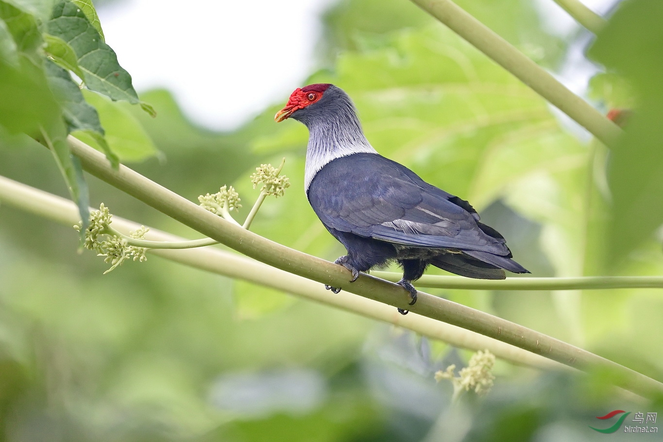 红冠蓝鸠该图被推荐到每日优秀